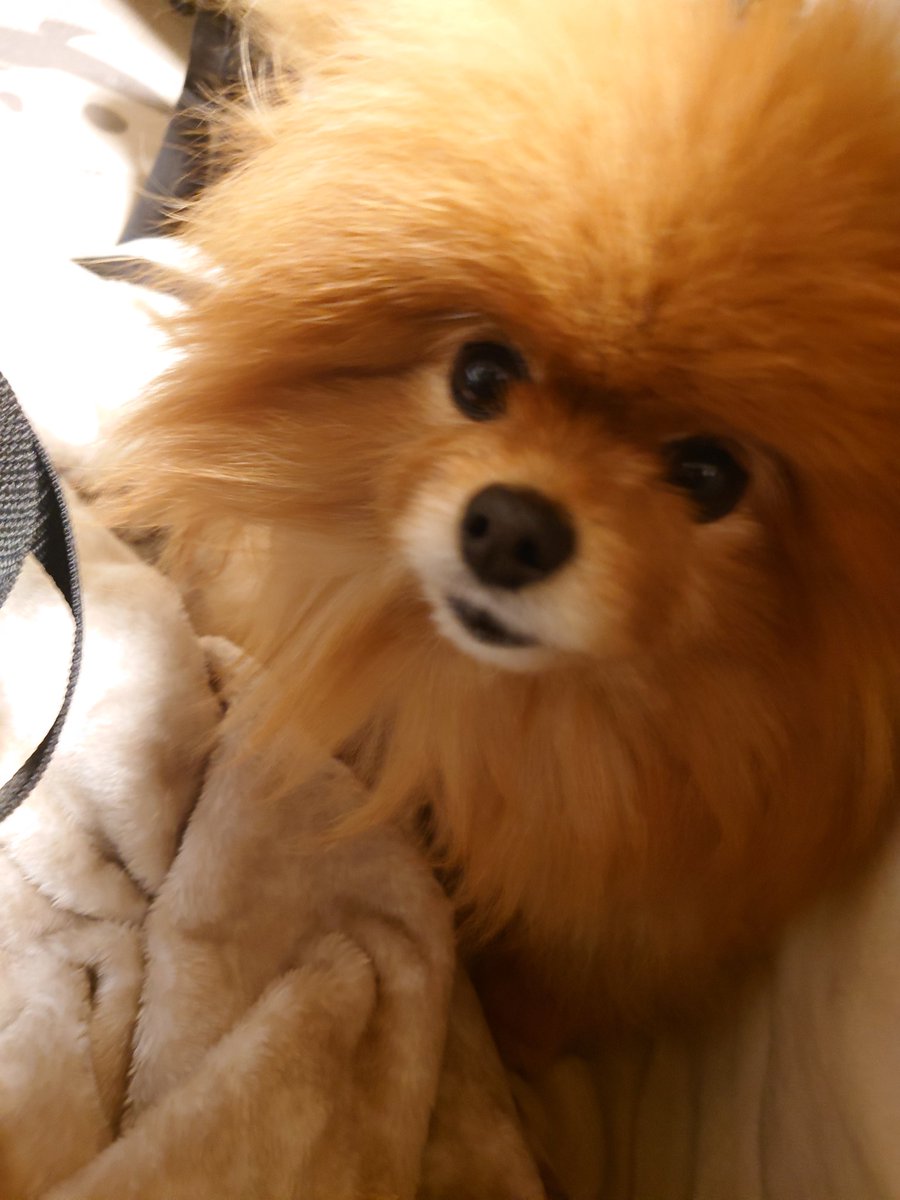 ぽんちょこ tweet media