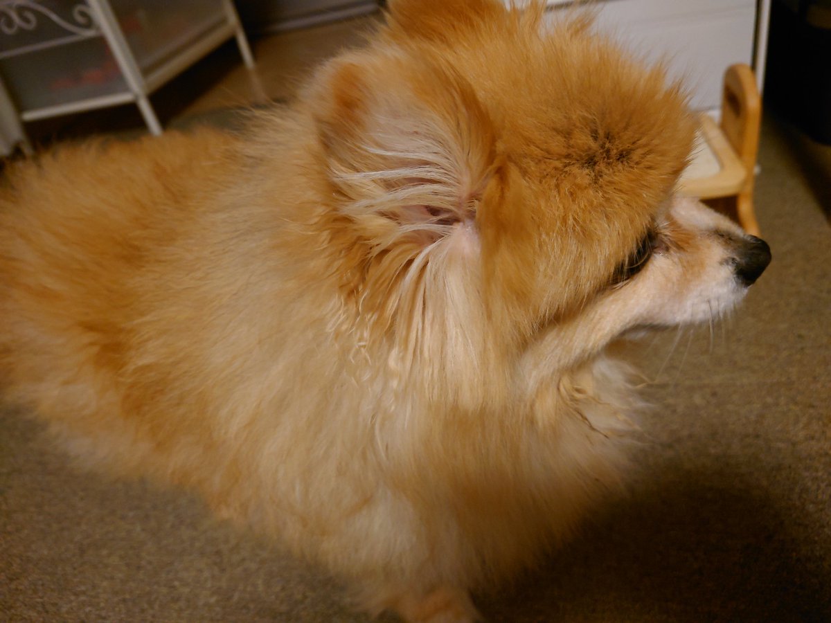 ぽんちょこ tweet media