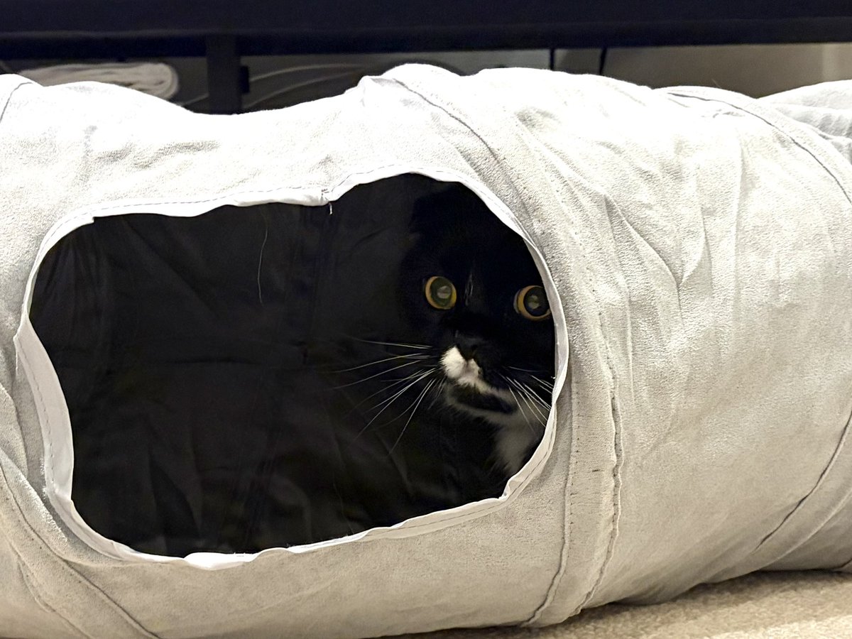 チョコ&かーさん、たまにmono tweet media