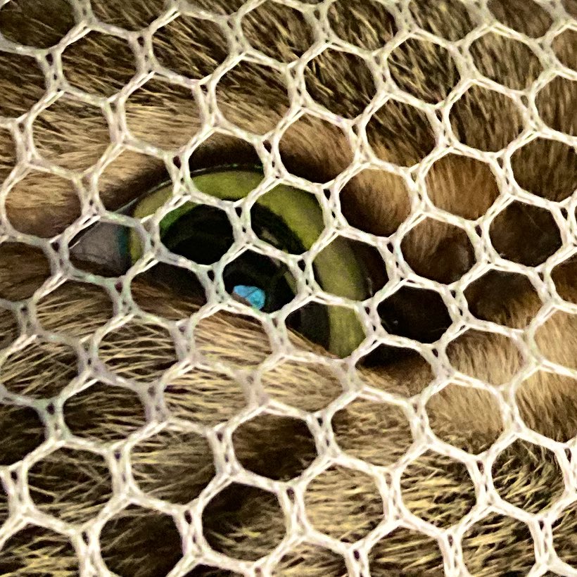 アマリリス tweet media