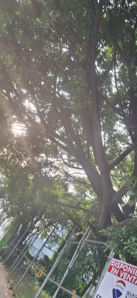 Herson_SR's tweet photo. @supercivicosmx @SEMARNAT_mx @GobCDMX @AlcaldiaAO @SEDEMA_CDMX Es un señor árbol, checa el ramón que le cortaron sin mencionar a los de atrás, no se si tengan permiso pero la verdad si duele ver como quieren quitarlos, ojalá se pueda hacer algo... https://t.co/A3qVOoFc2U