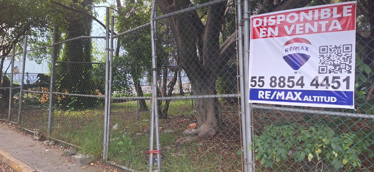 Herson_SR's tweet photo. @supercivicosmx @SEMARNAT_mx @GobCDMX @AlcaldiaAO @SEDEMA_CDMX Es un señor árbol, checa el ramón que le cortaron sin mencionar a los de atrás, no se si tengan permiso pero la verdad si duele ver como quieren quitarlos, ojalá se pueda hacer algo... https://t.co/A3qVOoFc2U