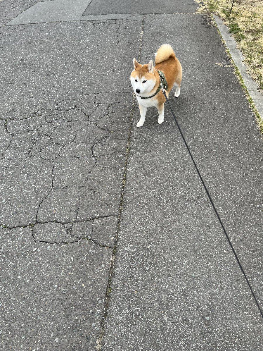 ユダ‼️と、柴犬りゅう🐕 tweet media