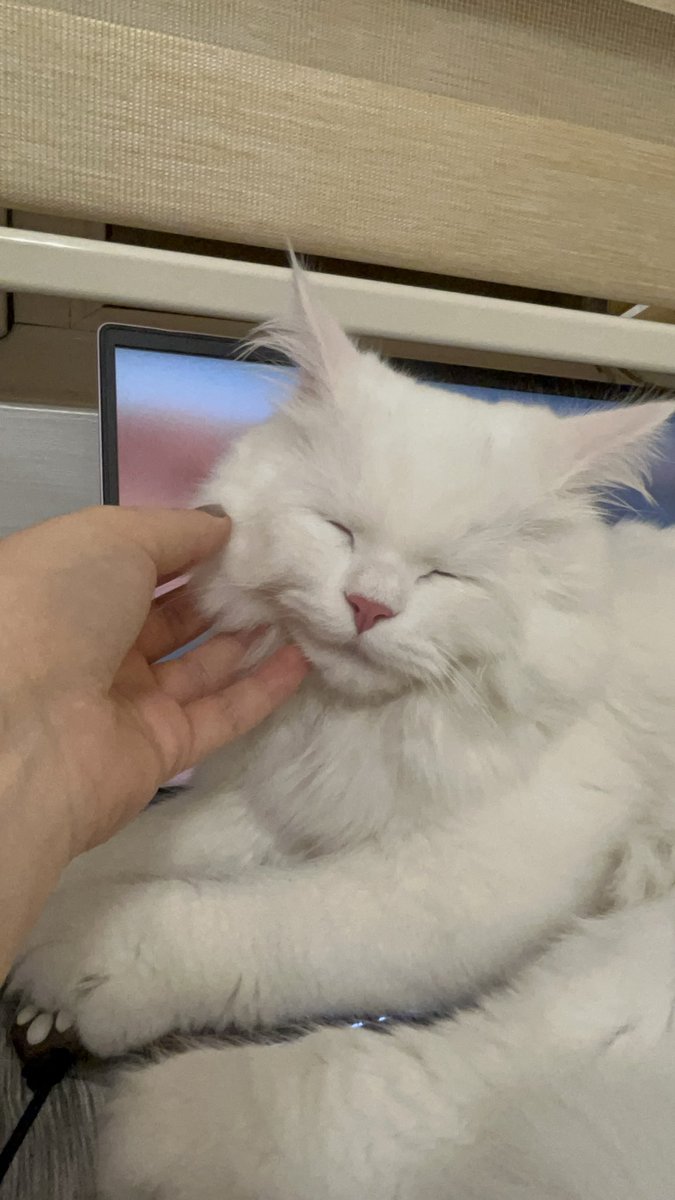 efilefil_'s tweet photo. kediler gulmez.. 
o sirada yumi 😅😅🧿 https://t.co/n1zFdSuhPc