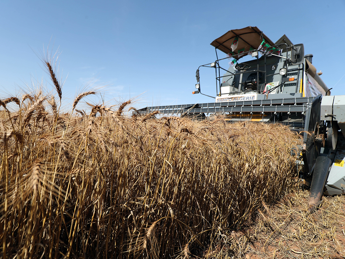 North Africa’s big durum crop could limit demand vist.ly/4xhjh #cdnag #westcdnag