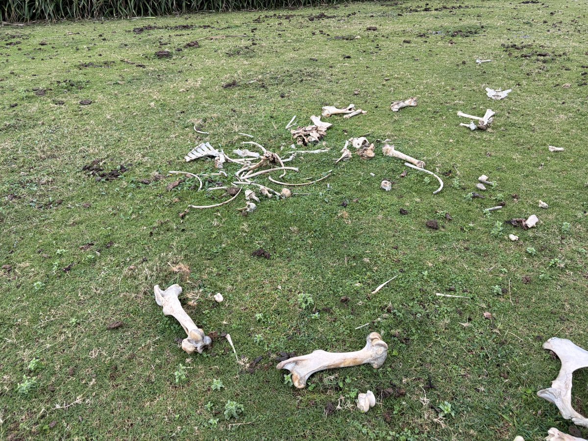 ✨ぴお✨@「5歳までにやっとこう！」〜遊びを通して非認知能力を育てましょう〜 tweet media