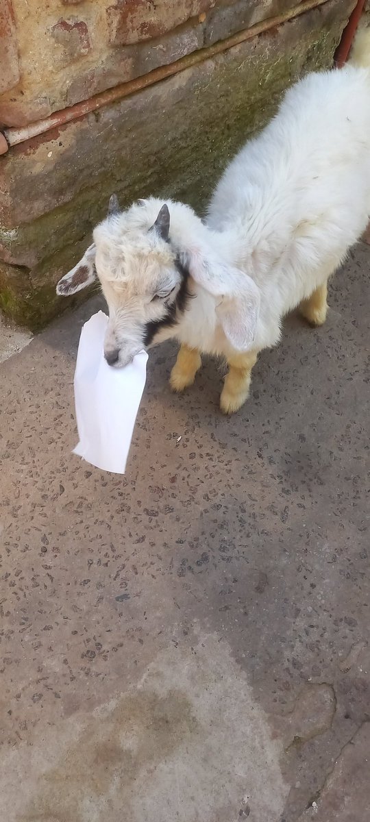 vinxtintx's tweet photo. Me regalaron una cabra y los estragos van de mal en PEOR https://t.co/Zzc7yAPQsd