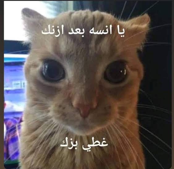 محمد فهمى 🇪🇬🇵🇸 tweet media