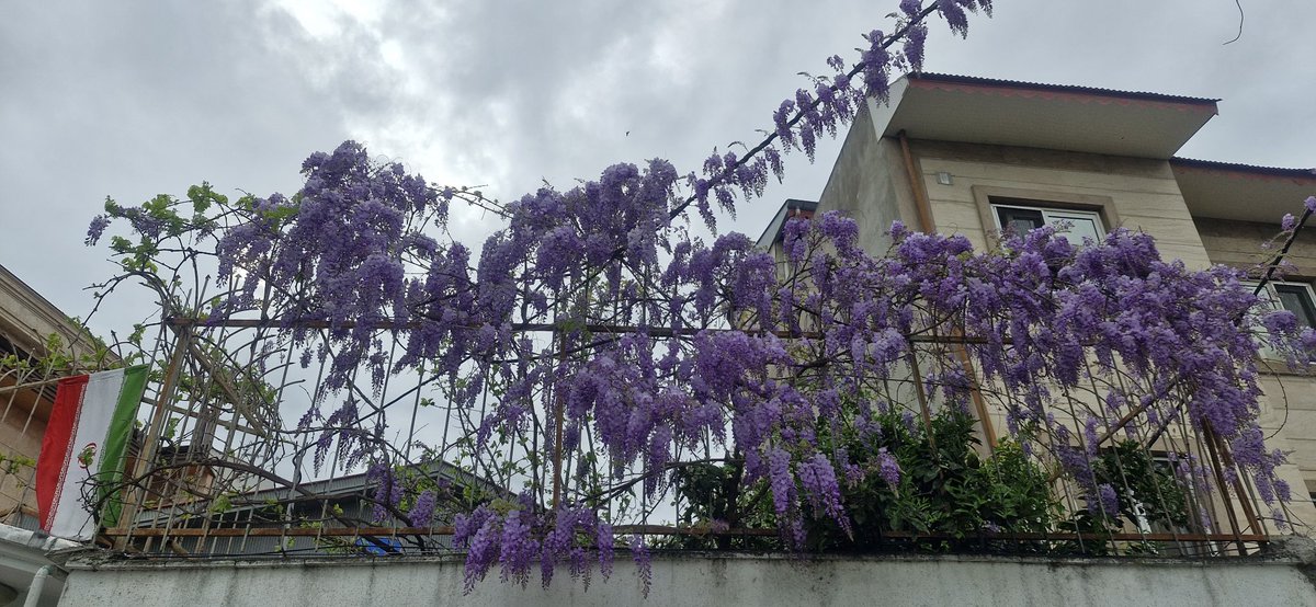 سامره عاشوری چیرانی tweet media