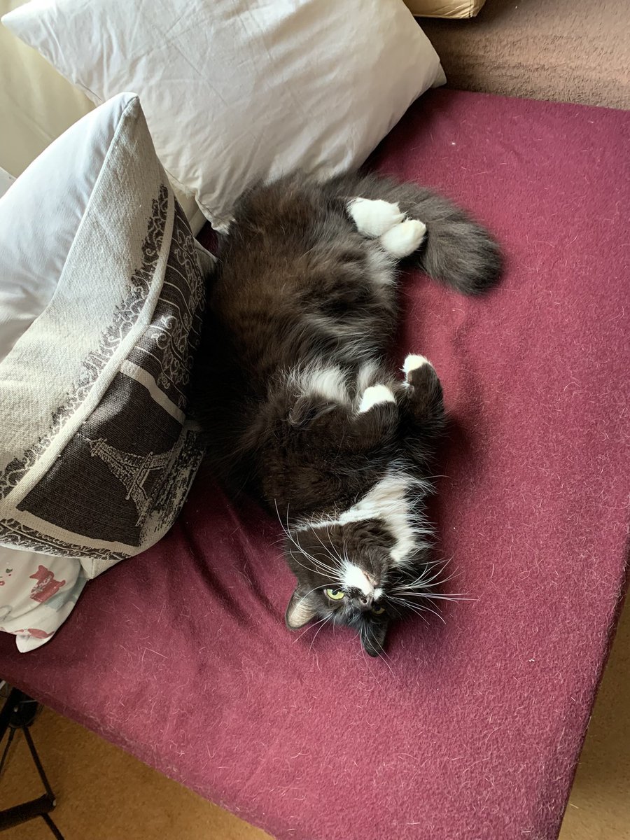 Jenson and Arwen 🌈RIP tweet media