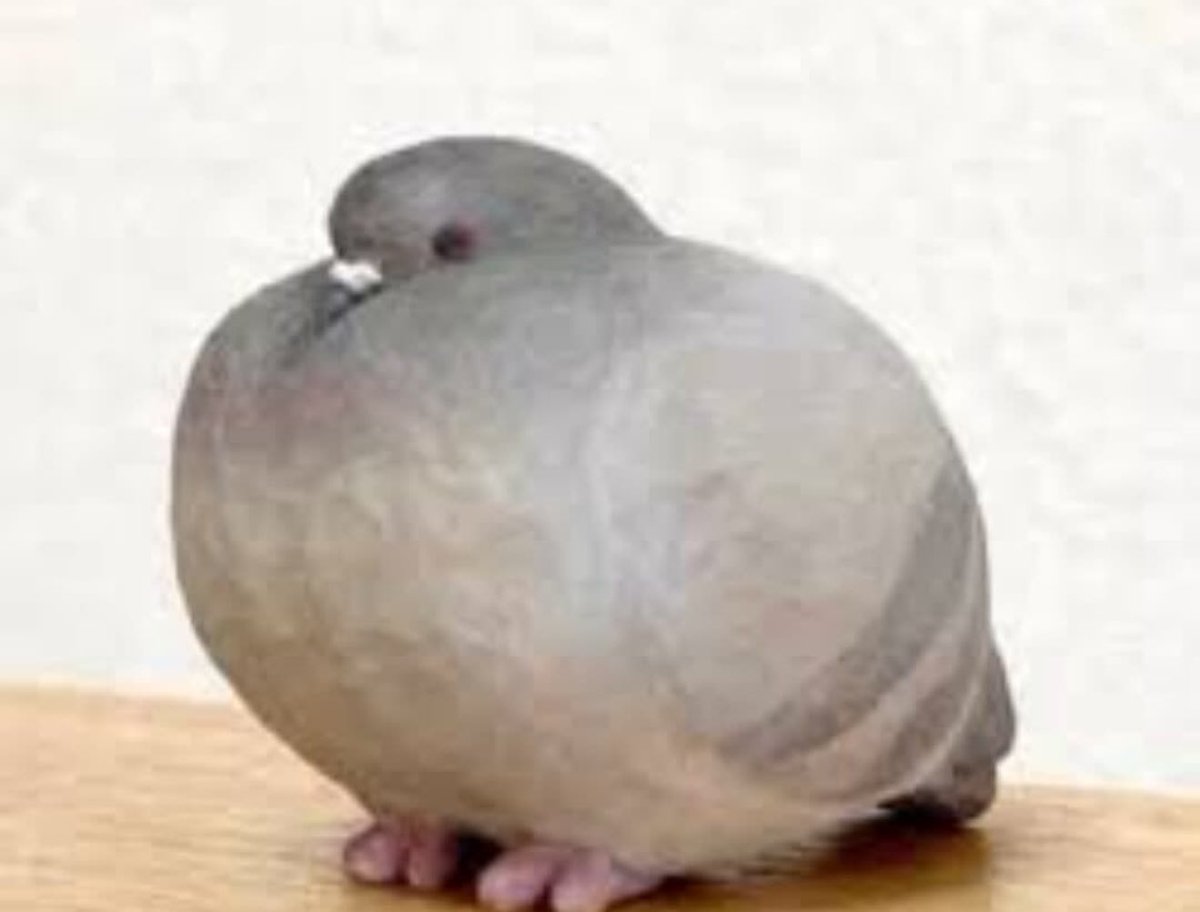 عــلاء tweet media