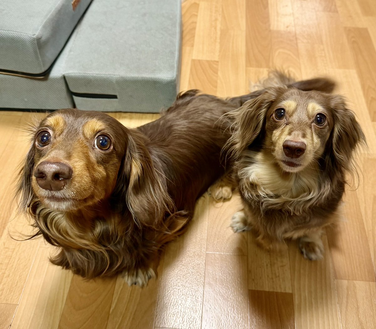 ワイルドバード tweet media