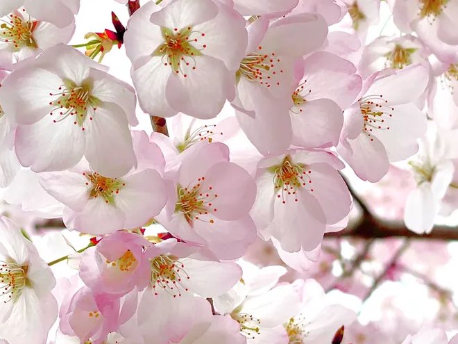 ᴛʀᴀɪʟʙʀᴇᴀᴋᴇʀ 🍹 tweet media