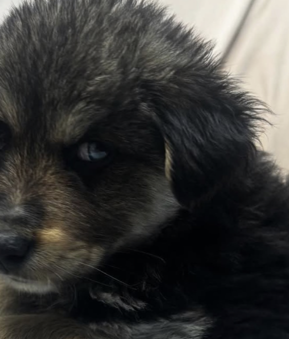 JoeyTuccio tweet media