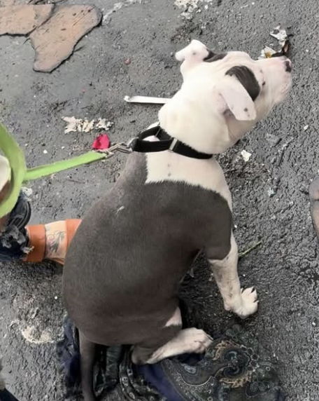 JoeyTuccio tweet media