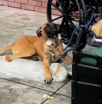 JoeyTuccio tweet media