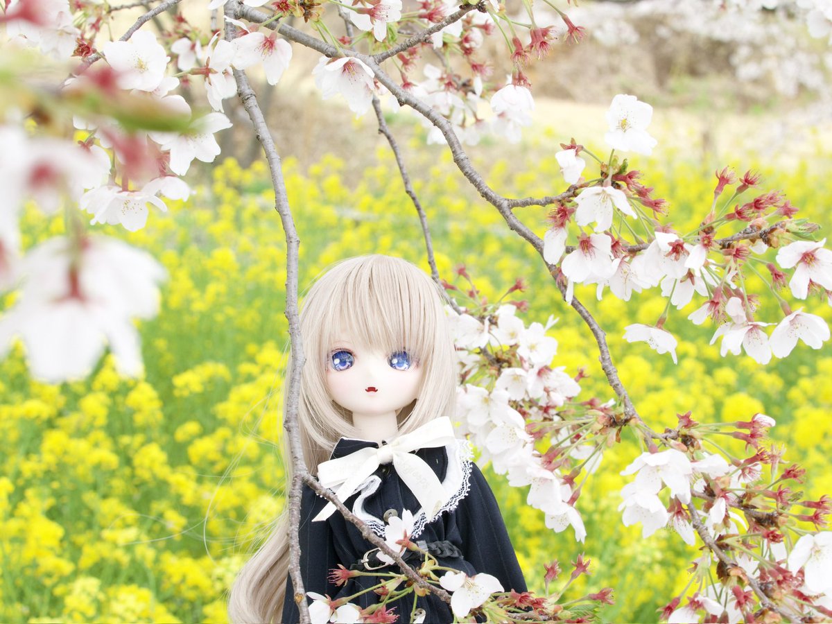 キラ・テスタロッサ tweet media