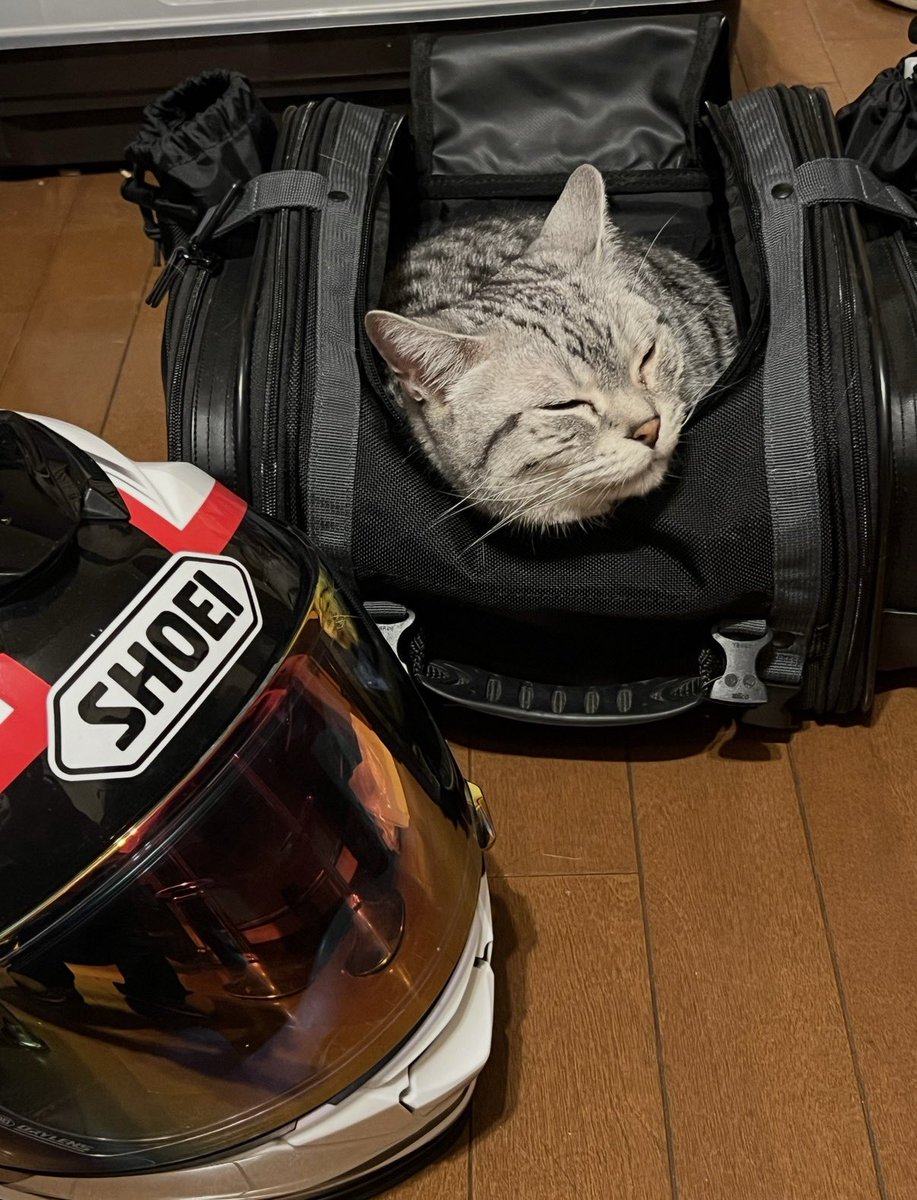 𓍼𓍢ִ໋🌷͙֒さいちゃん𓍼𓍢ִ໋🌷͙֒ tweet media