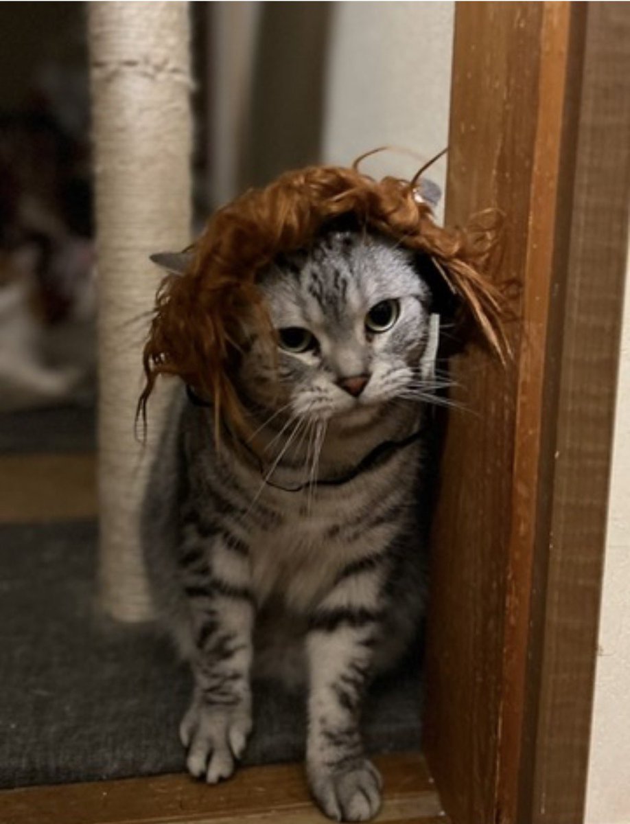 𓍼𓍢ִ໋🌷͙֒さいちゃん𓍼𓍢ִ໋🌷͙֒ tweet media