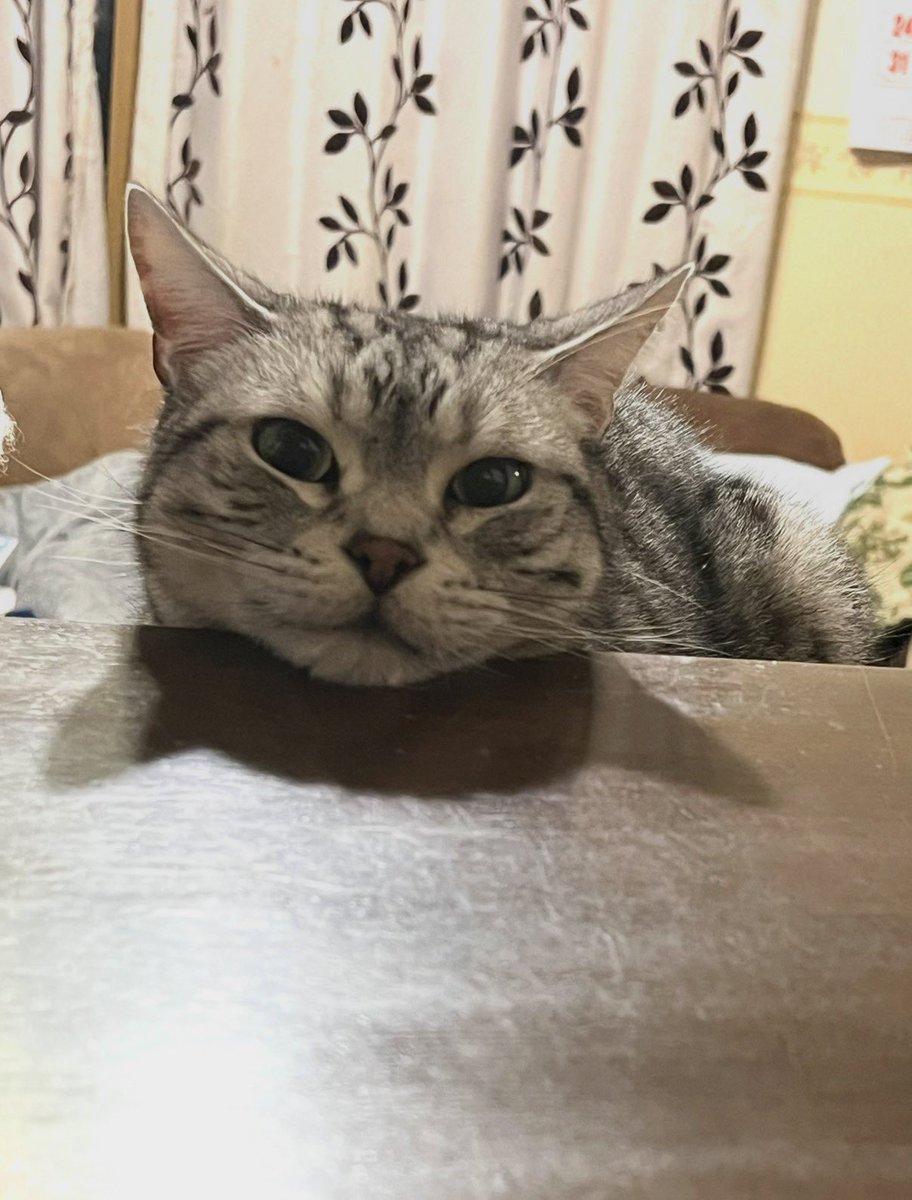 𓍼𓍢ִ໋🌷͙֒さいちゃん𓍼𓍢ִ໋🌷͙֒ tweet media