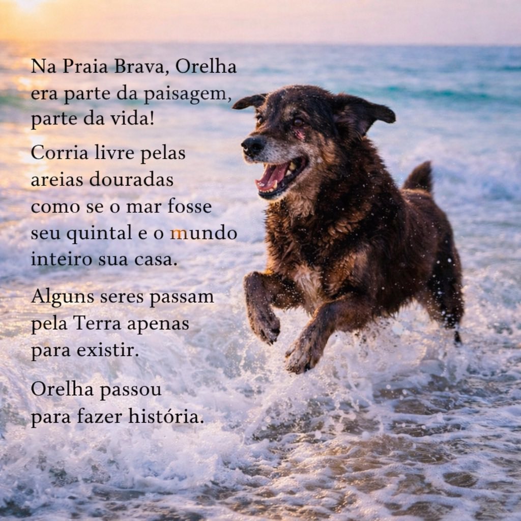 ClaudioFarias70's tweet photo. Hj foi o último dia.
Que a justiça determinou que se pronunciaria
@ministeriopub12 não falou nada
E ficou por isso mesmo?
Dói o dinheiro 
Milionários e bilhonarios fizeram essa atrocidade, e a impunidade só cresce agora foi o cão Pumba em Florianópolis tbm.
Aonde estamos? https://t.co/5IxmHpSpwi