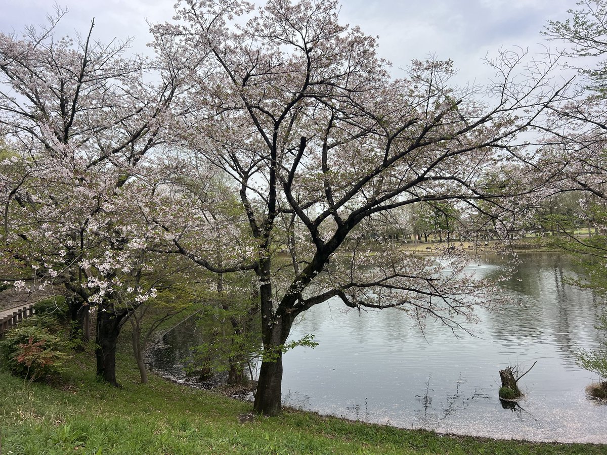 ようちゃん(概念) tweet media