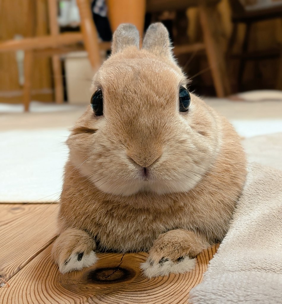 みかん🍊かぼす💚 tweet media