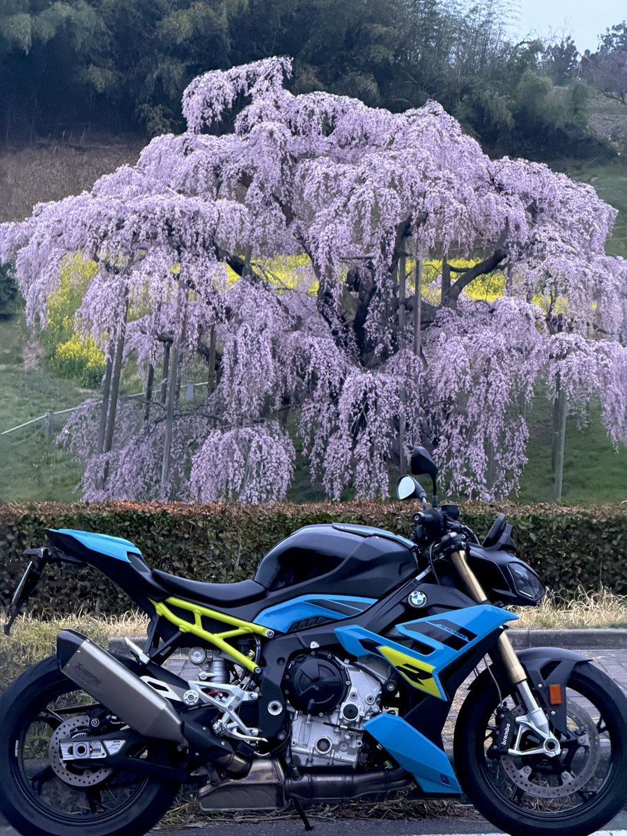 pxw04262's tweet photo. 朝活で三春滝桜を観てきました
暗いうちに家を出て5時過ぎに到着
他にも沢山の桜が見られて、ひんやりとした空気の中、気持ちよく走れました😃
ただ今帰宅、余裕で出勤時間に間に合います
#三春滝桜
#S1000R https://t.co/PdqRbly7xC