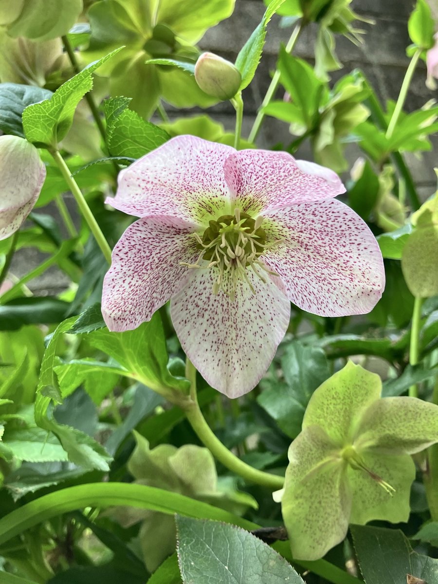 ちゃ〜くる🌱ゆるく生きる tweet media