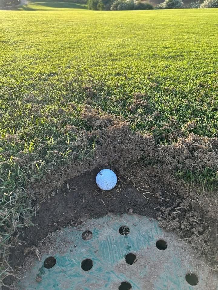 alexelliottgolf tweet media