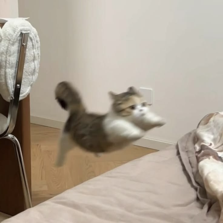 Cats all the way tweet media