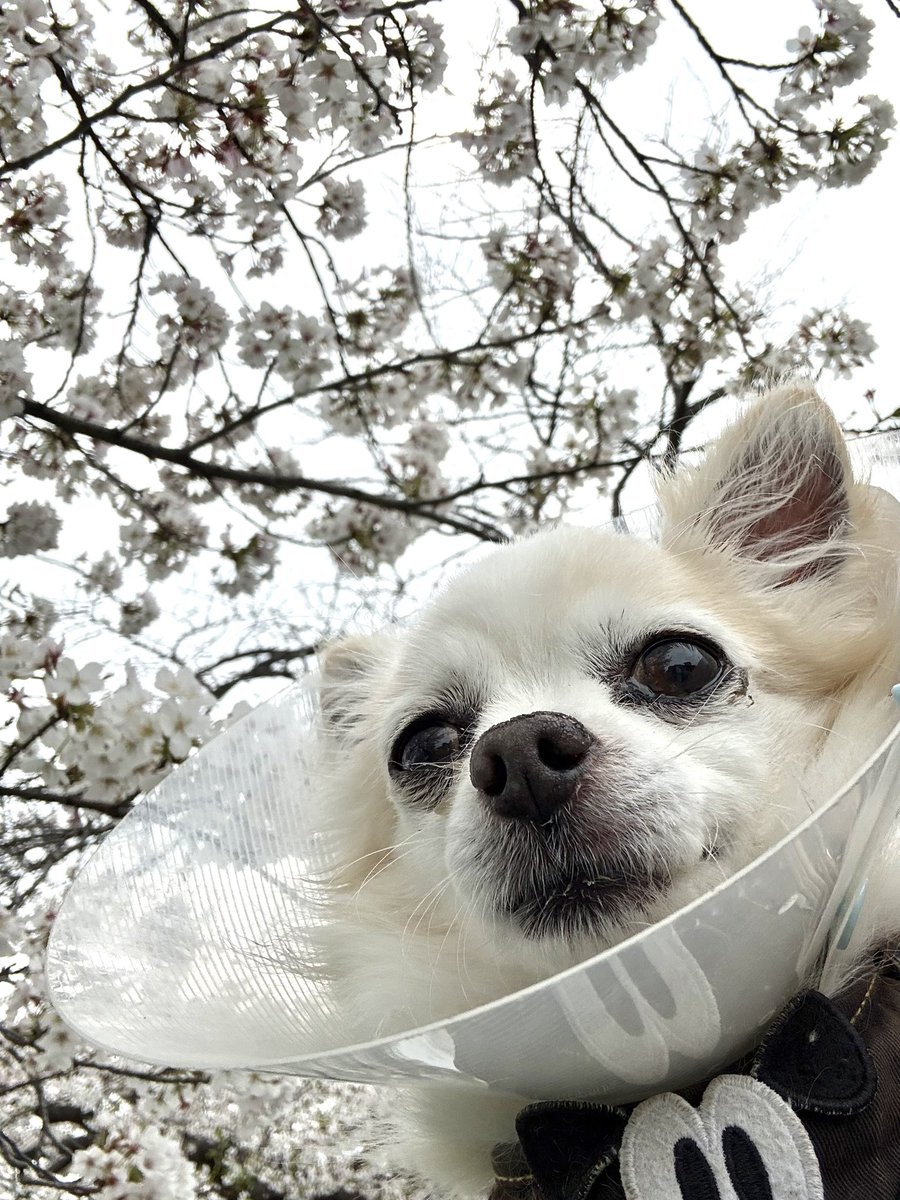 Leon2019_4's tweet image. おはぎょうだ😃
4月7日(火) 行田市☁️☔️最高気温18℃
桜🌸満開！新たな年度で、ちょっと疲れぎみだワン🐶
#チワワ　#犬　#ペット　#保護犬
〔今日のレオンくん↓〕