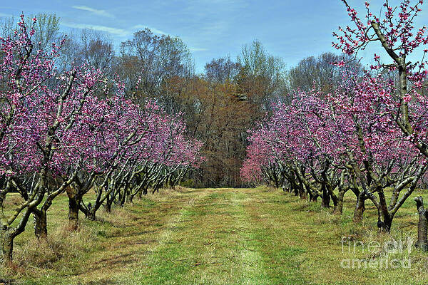 LydiaHolly's tweet image. fineartamerica.com/featured/bloss…
#peaches #agriculture #fruit #orchard #blossoms #southcarolina #photography #buyintoart
