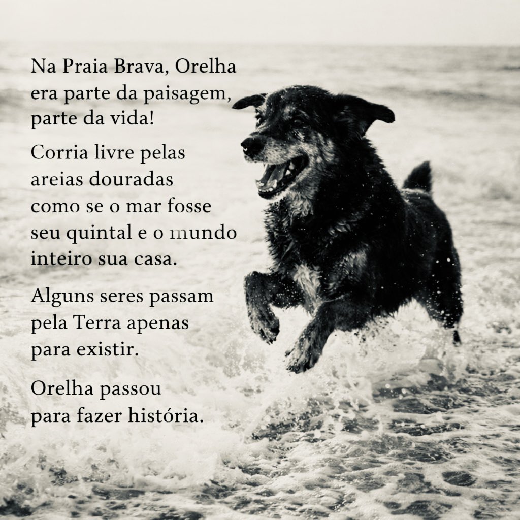 MarcoValverde72's tweet photo. Hoje era o último dia pra Justiça se pronunciar… e nada.

@ministeriopub12 em silêncio.
E vai ficar por isso mesmo?
Milionários cometem atrocidades e seguem impunes.
Agora foi o cão Pumba, em Florianópolis.

Até quando? Onde estamos vivendo?

#ChegaDeImpunidade #OrelhaVive https://t.co/6LnNgeWRPr