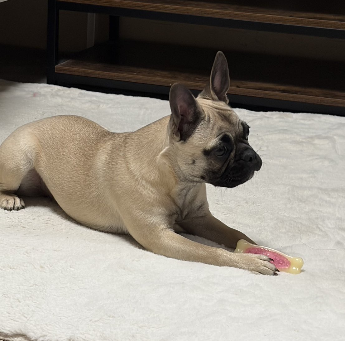 盲目ヒヒ🖤囲いおちじ tweet media