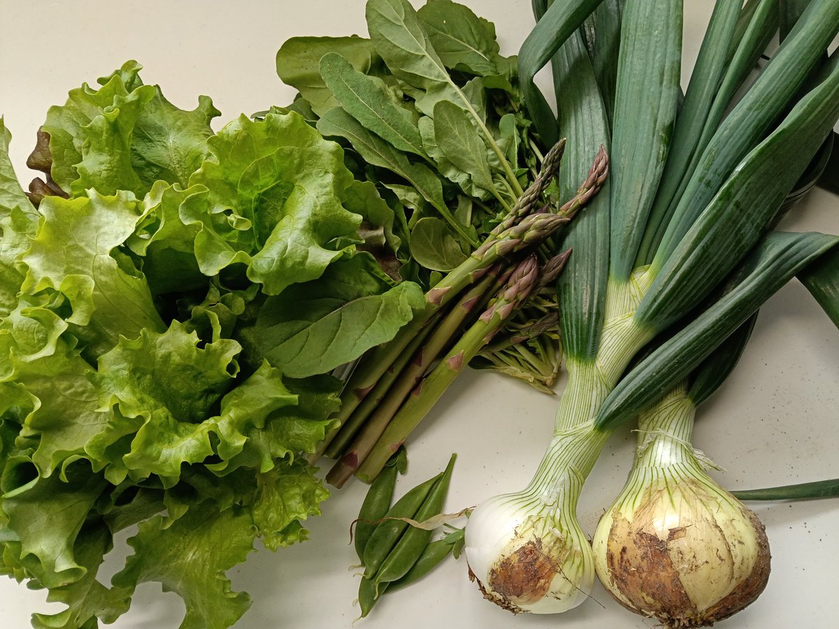 今季初物野菜達
タマネギの玉太りも善き良き
