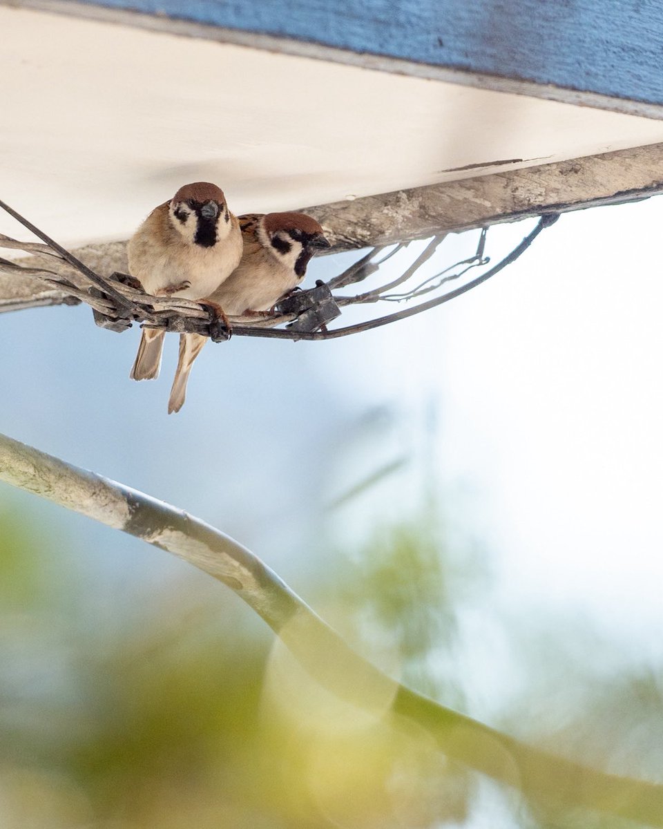 いまいごう@スズメ写真家 tweet media