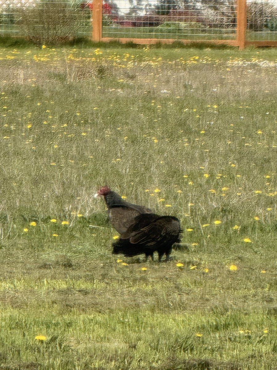 walmartworms's tweet photo. Saw vultures for the first time today in my backyard and im losing my mind. This is so cool. I didnt even know vultures were around my area ever https://t.co/Ei1RLCe3Ic