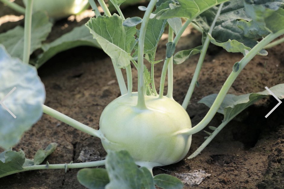 POP＠脱サラ農家 tweet media