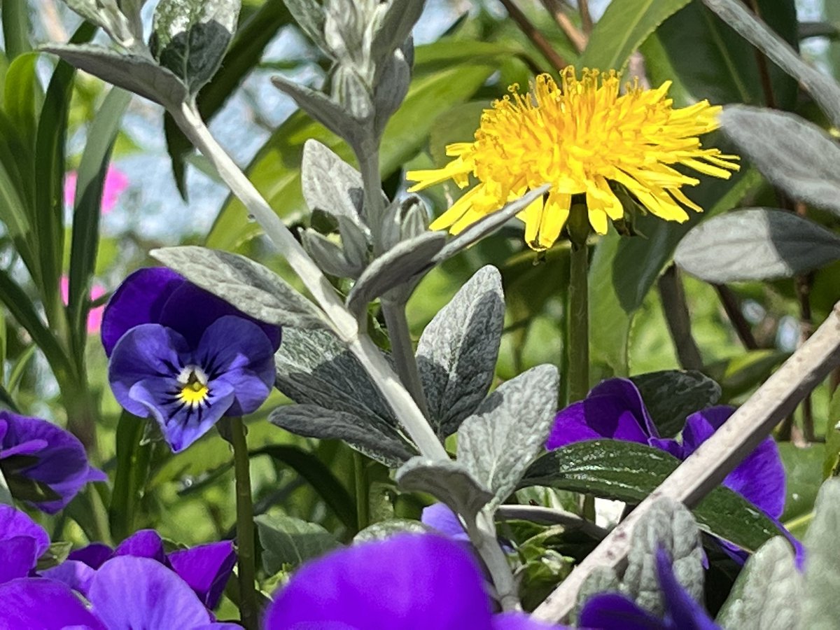 古代舞姫 tweet media