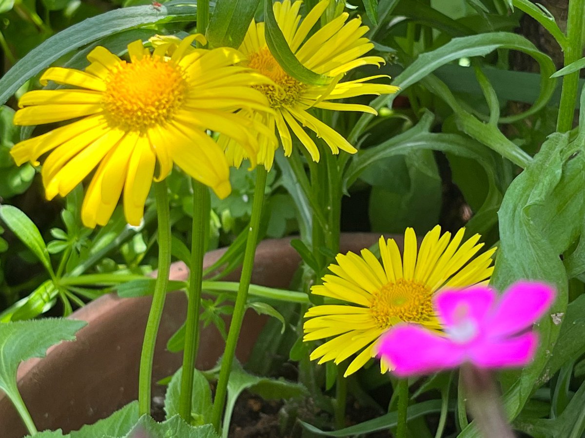 古代舞姫 tweet media