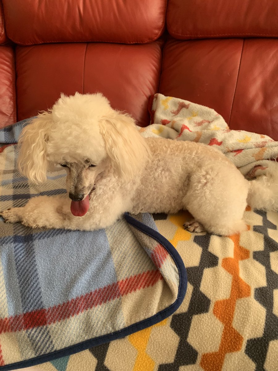 Sue & Lieutenant Mickey tweet media