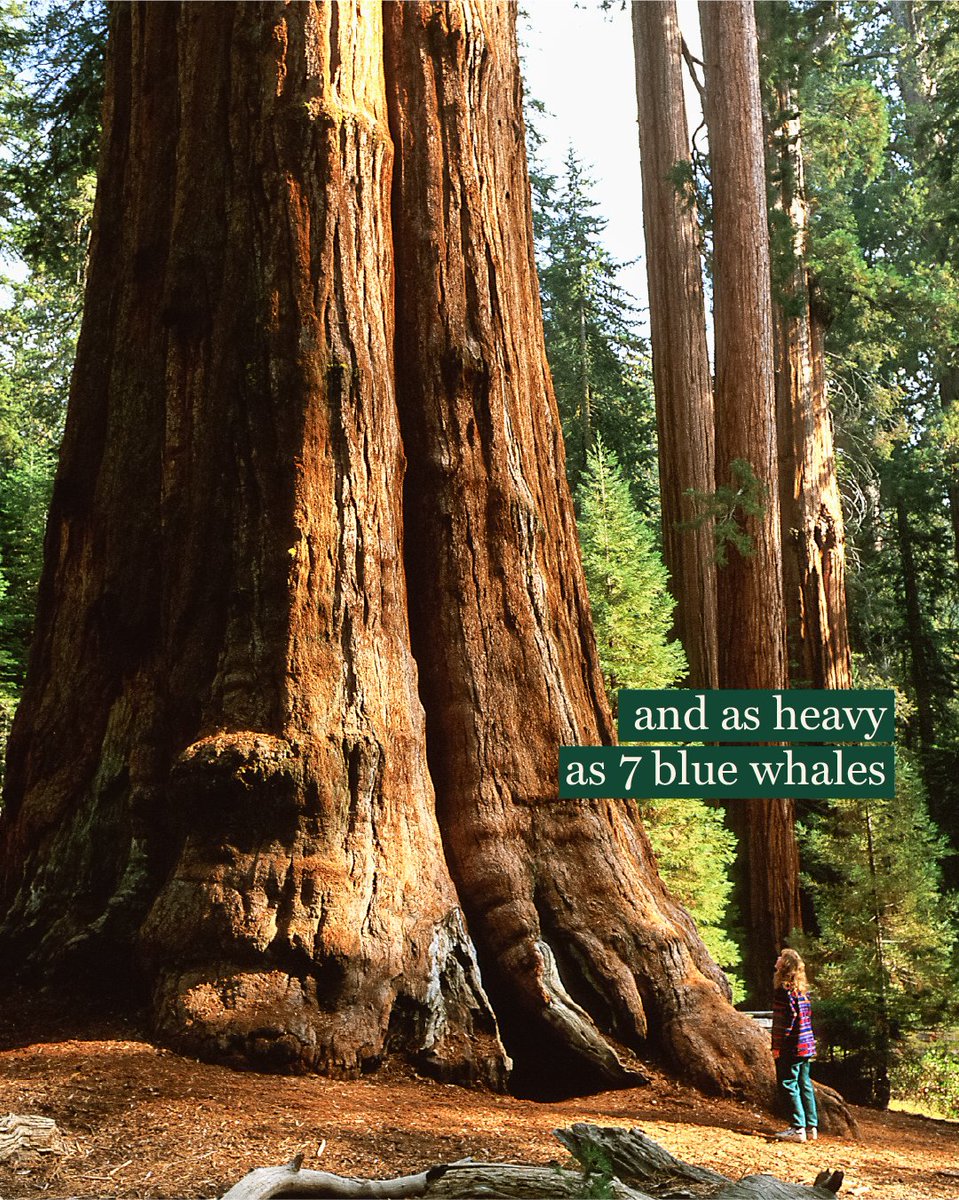 Arbor Day Foundation tweet media