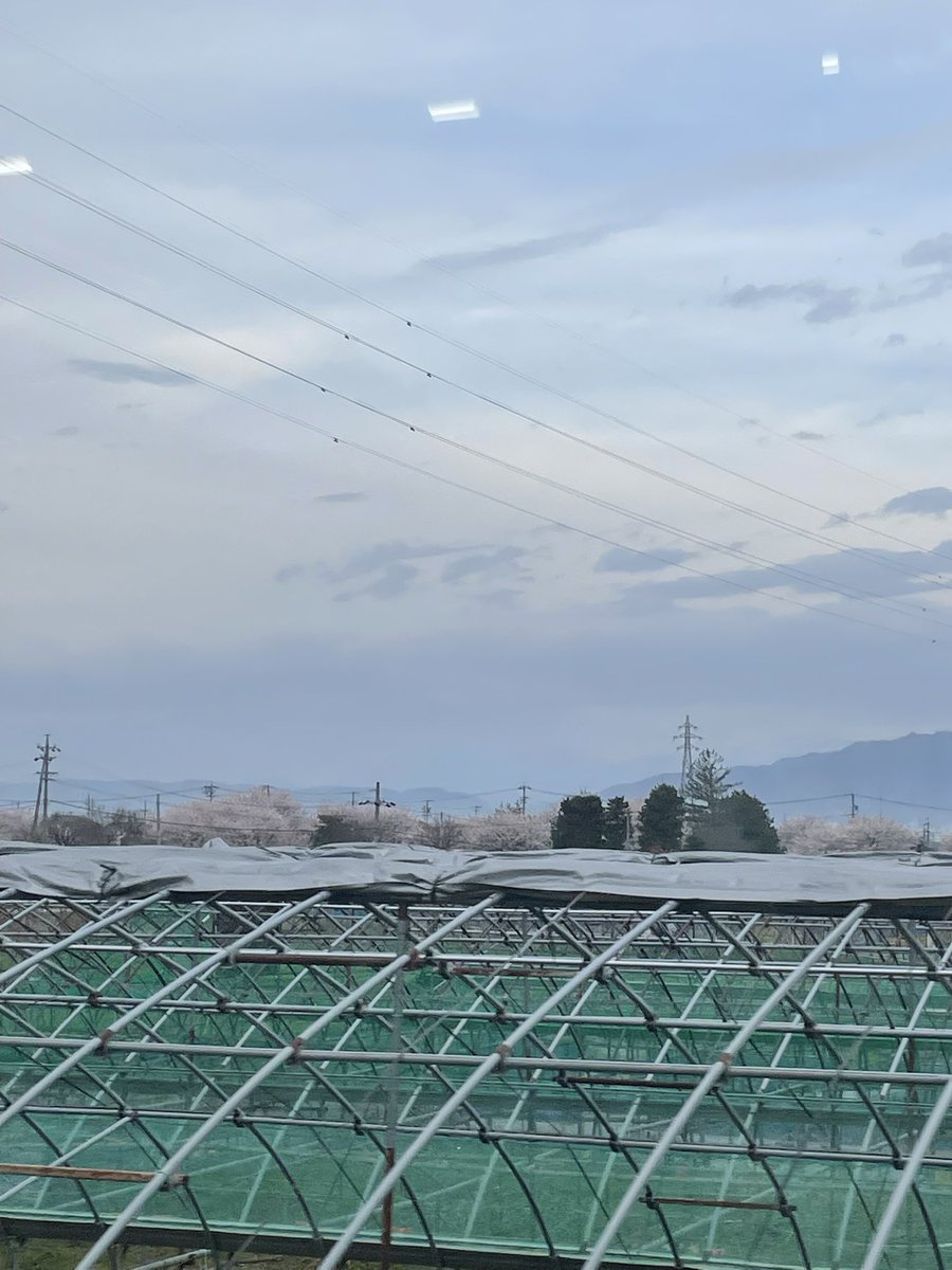 ペルシア tweet media