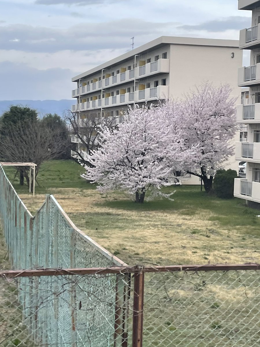 ペルシア tweet media