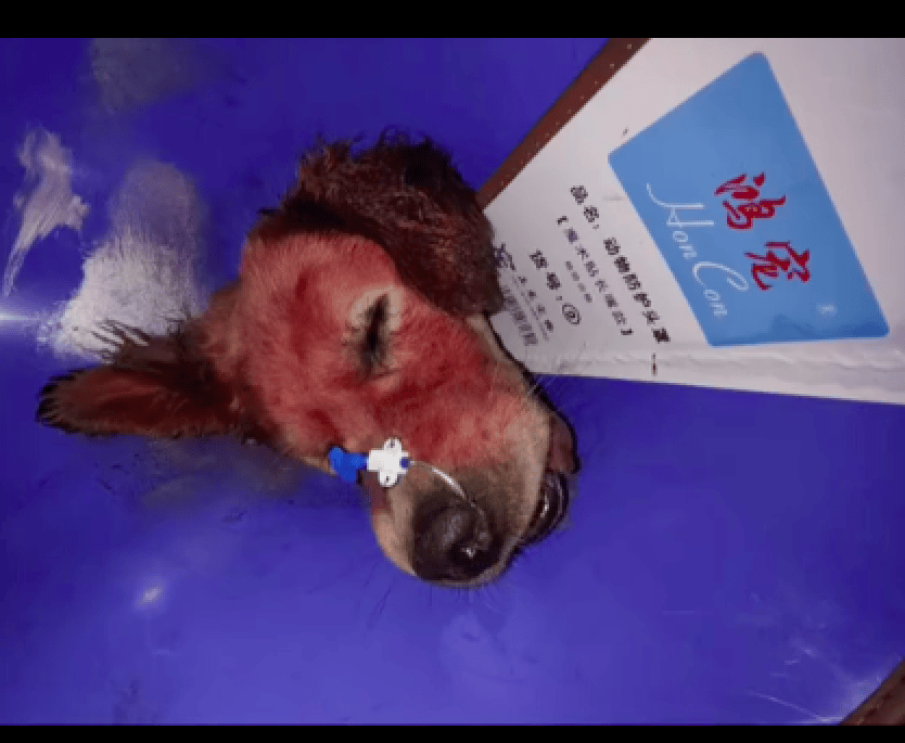 KaRen DaNKeR tweet media