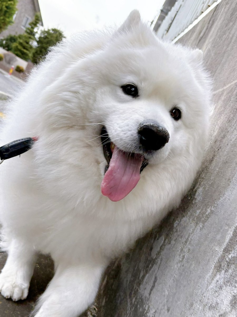 サモエドのサニー tweet media