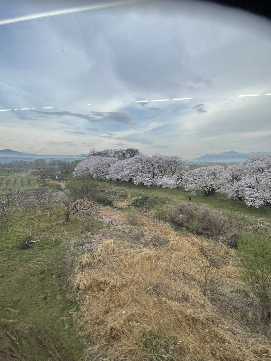 ペルシア tweet media