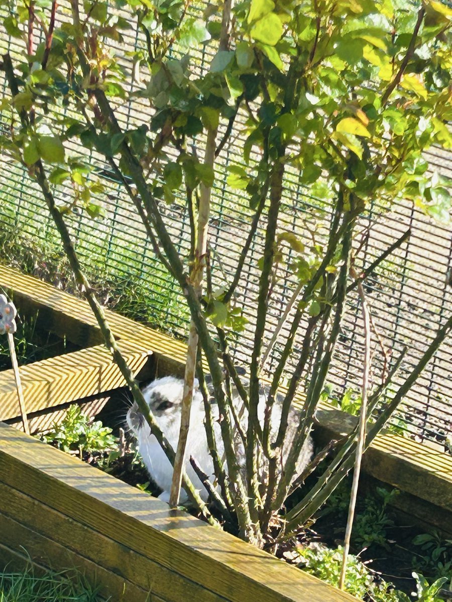 Deeplish C C tweet media