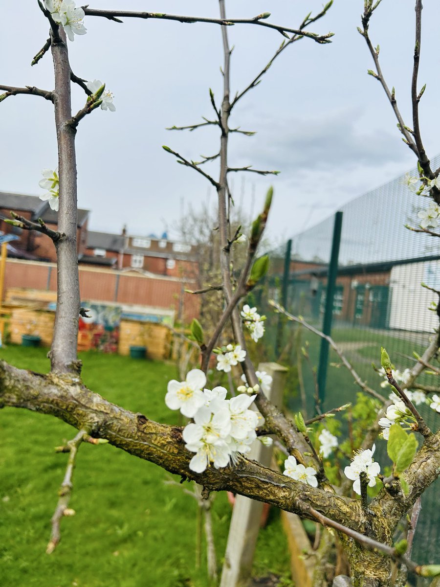 Deeplish C C tweet media